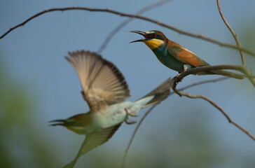 European bee-eaters on a tree, Bahrain