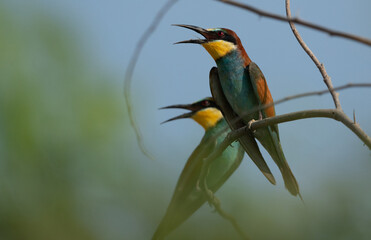 A pair of European bee-eater perched on a tree, Bahrain
