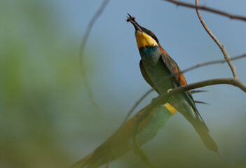 European bee-eater with bee perched on a tree, Bahrain