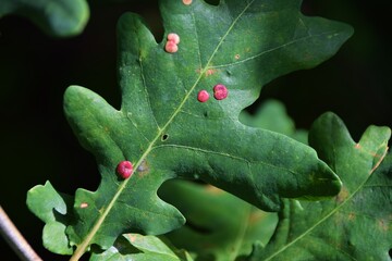 Wart-Like leaf gall mite (Aculops tetanothrix) on green leaf oak .In the forest of sweden.