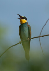 European bee-eater perched on a tree, Bahrain