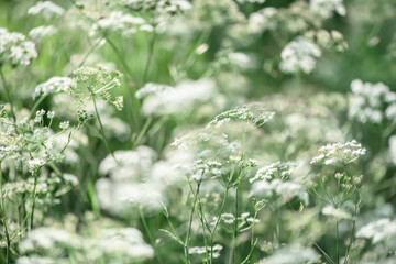 beautiful natural background. lot of white yarrow flowers © iloli