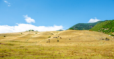Obraz premium Group of horses eating grass together in a field, horses in a meadow 
