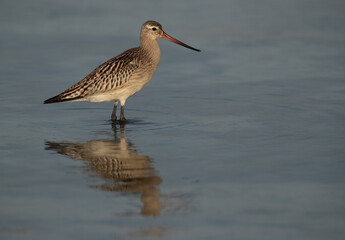 Bar-tailed Godwit and reflection on water at Busiateen coast of Bahrain