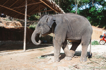 Asian baby elephant standing outdoors