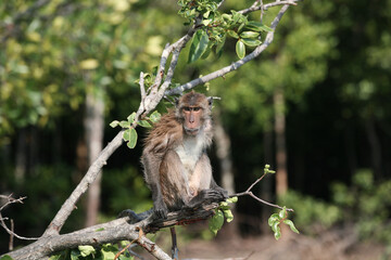 Wild monkey on a tree, Thailand