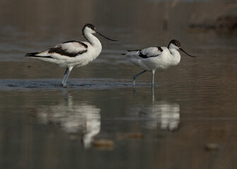 Obraz premium Pied Avocets wading at Asker marsh, Bahrain