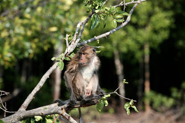 Wild monkey on a tree, Thailand