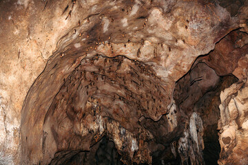 Cave wall full of bats