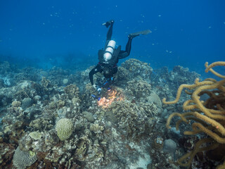 Naklejka na ściany i meble Professional diver / underwater cinematographer filming in coral reef of Caribbean Sea around Curacao