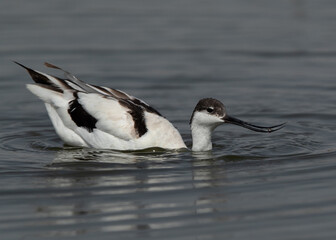 Fototapeta premium Pied Avocet feeding at Asker marsh, Bahrain