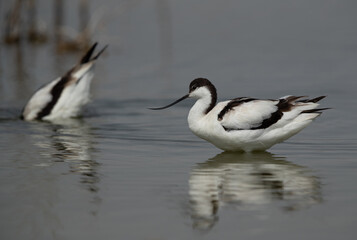 Pied Avocets at Asker marsh, Bahrain