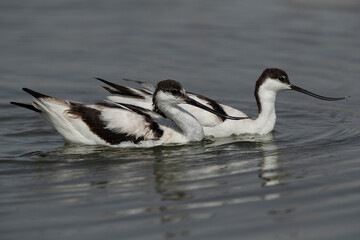 Closeup of Pied Avocets at Asker marsh, Bahrain