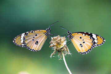 Plain Tiger Danaus chrysippus butterfly drinking nectar the flower plant in natures green background

