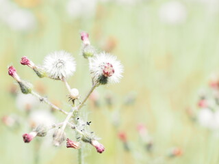 コウリンタンポポの可愛い綿毛
