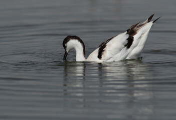 Pied Avocet feeding at Asker marsh, Bahrain