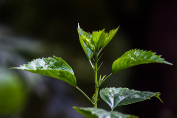 Leaves reflecting the natural sun light during the day on a dark background
 