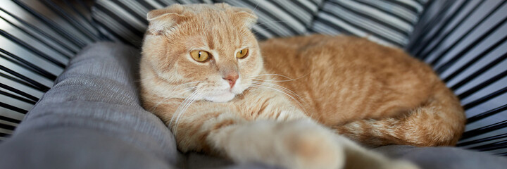 Banner of Lazy tabby ginger cat relaxing on pillow placed on soft armchair