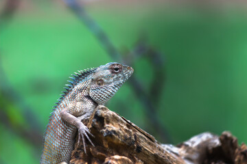 The oriental garden lizard, eastern garden lizard, bloodsucker or changeable lizard (Calotes...