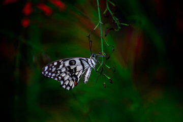  Papilio butterfly or The Common Lime Butterfly resting on the flower plants in its natural habitat in a nice soft green background
 Papilio butterfly or common lime butterfly clap the wings on the fl