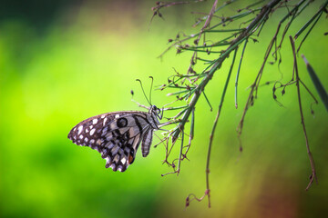  Papilio butterfly or The Common Lime Butterfly resting on the flower plants in its natural habitat in a nice soft green background
 Papilio butterfly or common lime butterfly clap the wings on the fl