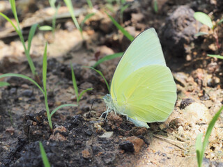 Closeup butterfly on flower