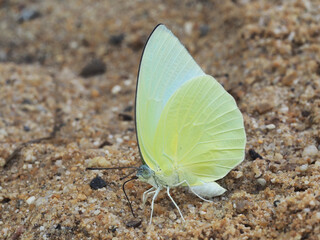 Closeup butterfly on flower