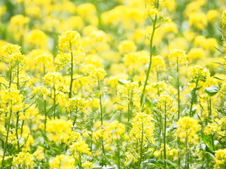 可愛い菜の花のクローズアップ