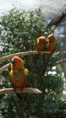 red and yellow macaw