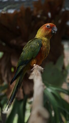 red and yellow macaw