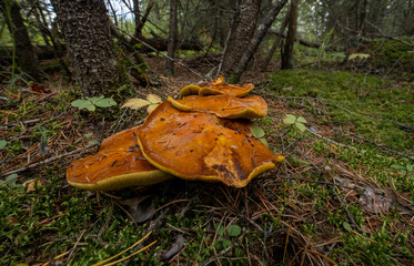 Slimy looking large orange mushrooms in a boreal forest setting with pine needles on the forest...