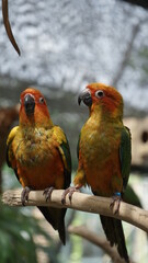 pair of parrots