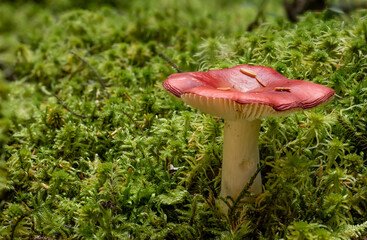 Red topped single mushroom surrounded by feather moss and showing white colored gills.
