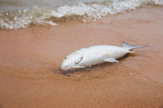 Dead Fish Lying On The Beach On The Sand With Sea Waves.