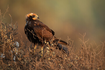 Eurasian Marsh harrier drenched in oil at Asker Marsh, Bahrain. Plastics are also hanging on the bush