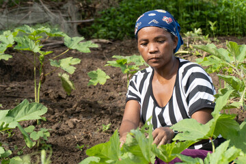 INDIGENOUS MANGYAN WOMAN IN THE BIGNAYAN VILLAGE GARDEN WITH HER EGGPLANT BUSHES. THE PHILIPPINES...