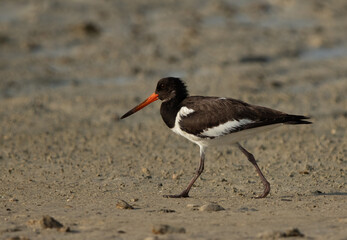 Oystercatcher on walk at Busaiteen coast of Bahrain