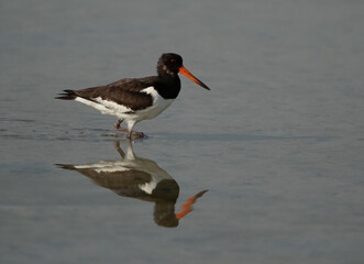 Oystercatcher at Busaiteen coast of Bahrain