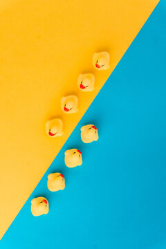 Cute duck toys in blue studio