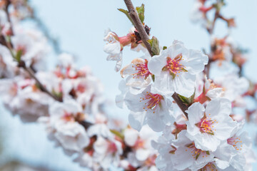 A blooming spring garden. Blooming cherry (Latin: Prunus tomentosa) close up. Soft selective focus.