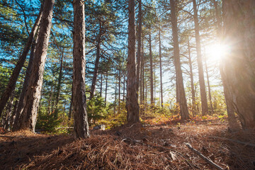 beautiful autumn pine forest on a sunny day. Fall season in forest