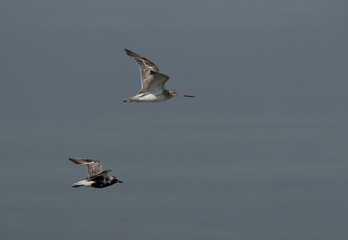 Fototapeta na wymiar Grey plover and bar-tailed godwit in flight at Busaiteen coast of Bahrain