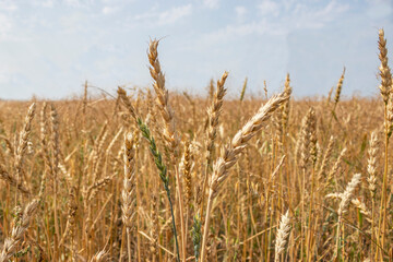 Wheat field.