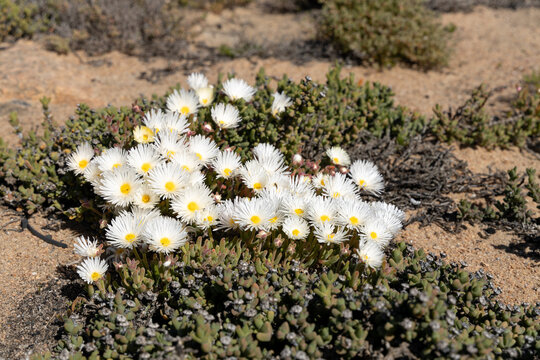 Flowers in the Namaqualand region of South Africa