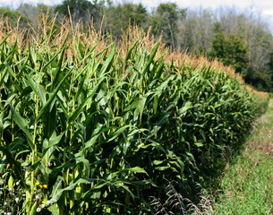 Outer edge of a tall cornfield