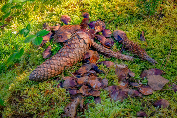 Feeding place of a squirrel with whole and gnawed spruce cones on a tree stump