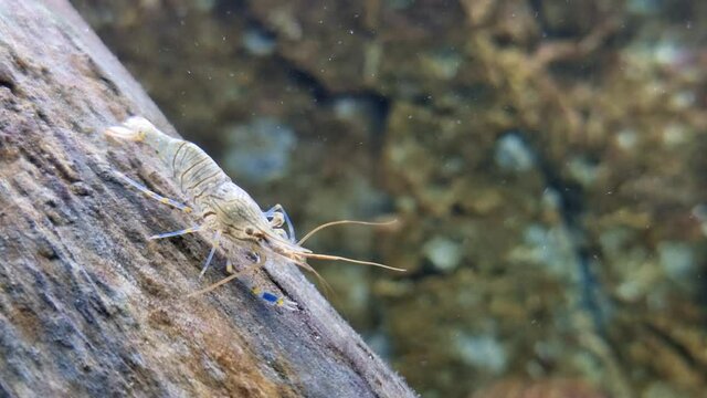 Palaemon elegans - Rockpool Shrimp sits on a branch of wood branch