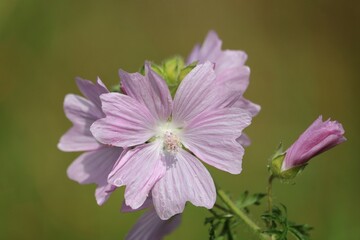 Obraz premium Mauve musquée