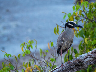 Bird wildlife with Night Heron  - Caribbean, Curacao