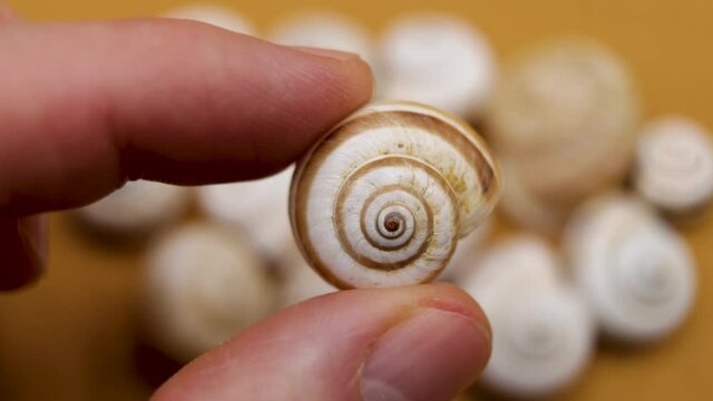 Showing to camera a dry common snail, brown background with many dried snails